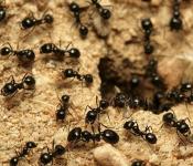 К чему снятся муравьи: сонник Миллера
