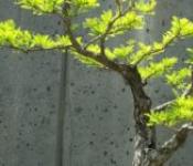Как вырастить миниатюрное дерево в домашних условиях?